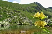 35 Al Laghetto di Varobbio (2272 m) con genziana punteggiata (Gentiana punctata)